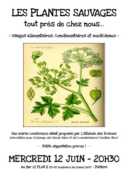 plantes sauvages plan b